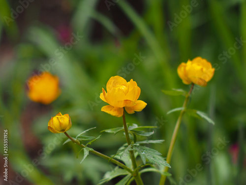 Beautiful bright orange flowers of Trollius asiaticus