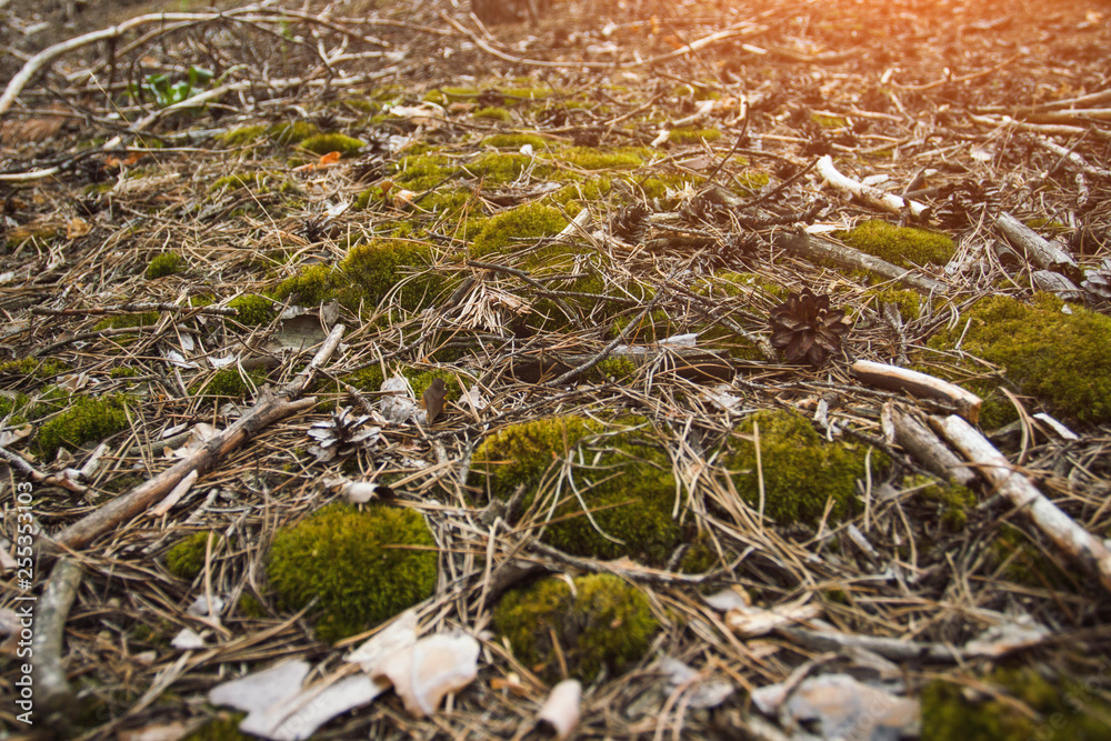 Forest Soil with cones, moss and pine needles. Can be used as wallpaper or background Forest Soil with cones, moss and pine needles. Can be used as wallpaper or background