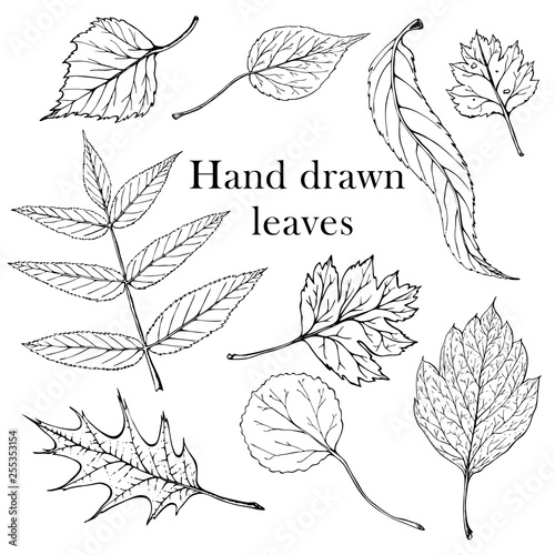 Isolated black stamps of leaves of tree on white background. Leaf ink print. Set of plant imprint.