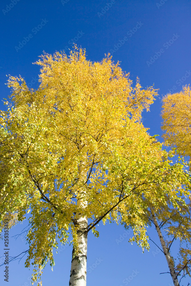 Fototapeta premium autumn foliage