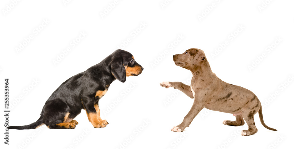 Puppies breed Slovakian Hound and Pitbull together isolated on white background