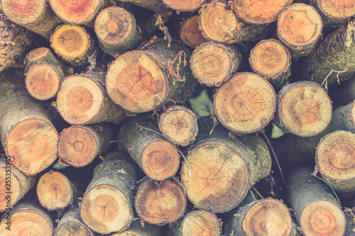 Closeup of logs of trees in nature. a lot of cutted logs