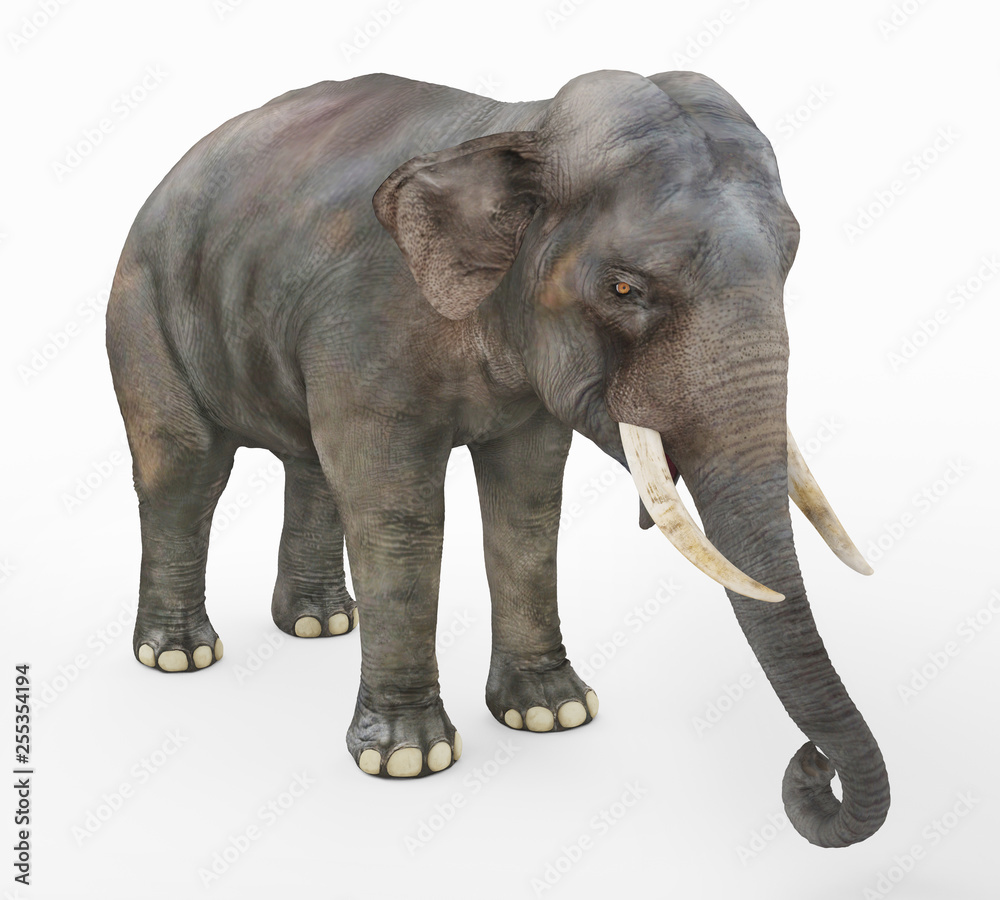 Fototapeta premium Indischer Elefant