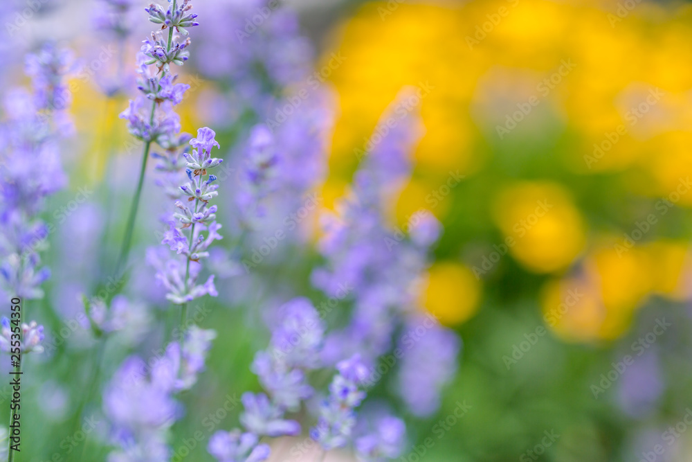 Obraz premium Lavenders close-up in summer under vineyards, colorful flower garden