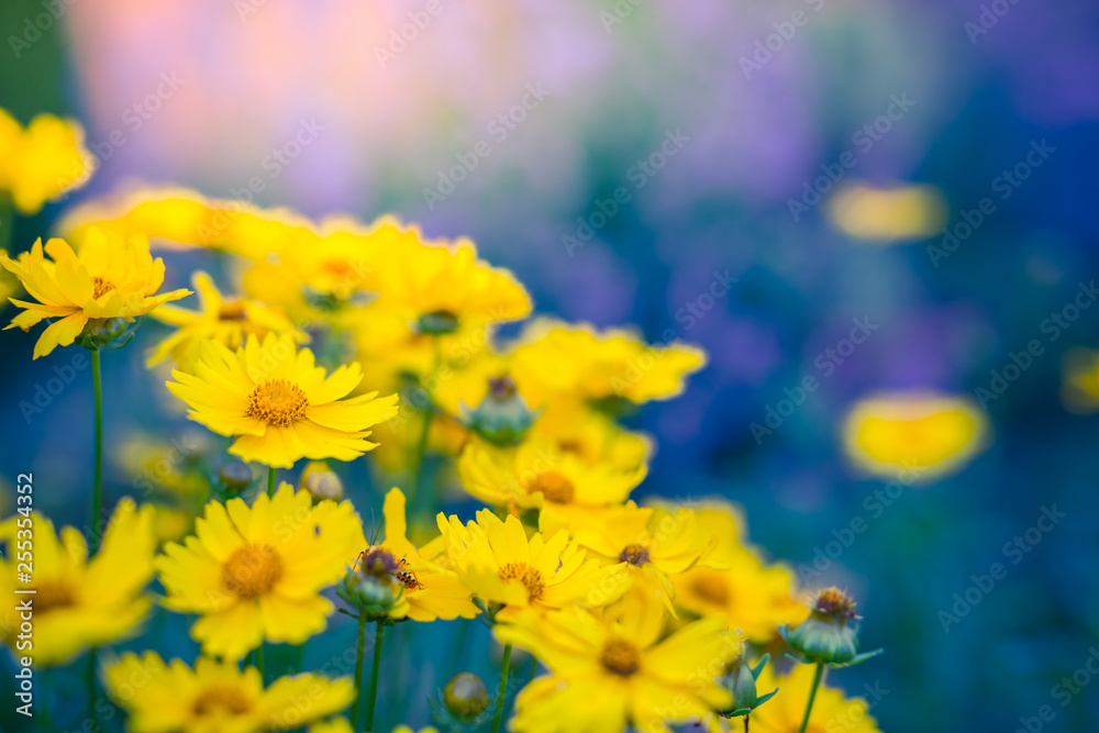 Yellow flowers on a toned on gentle soft blue and green background ...