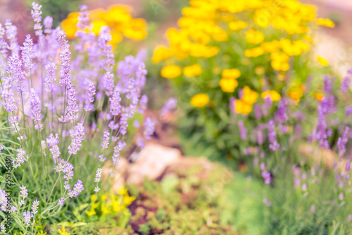 Lavenders close-up in summer under vineyards, colorful flower garden © icemanphotos