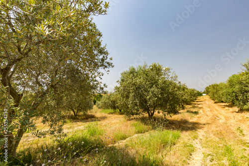 Plantation of olive trees  Mediterranean agriculture field