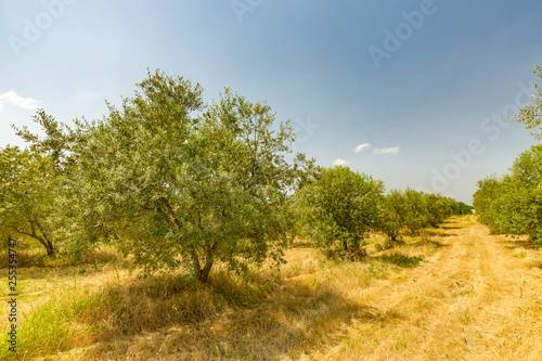 Plantation of olive trees, Mediterranean agriculture field