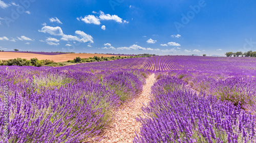 Beautiful summer nature landscape. Lavender flower blooming scented fields in endless rows. Valensole plateau, Provence, France, Europe.