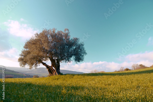 lonely olive tree in the field