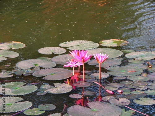 water lily in Cambodia