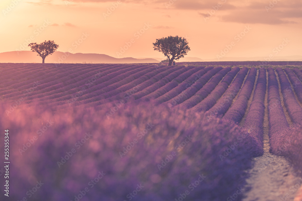 Lavender field in Provence, France. Blooming violet fragrant lavender flowers with sun rays with warm sunset sky. Spring summer beautiful nature flowers, idyllic landscape. Wonderful scenery - obrazy, fototapety, plakaty 