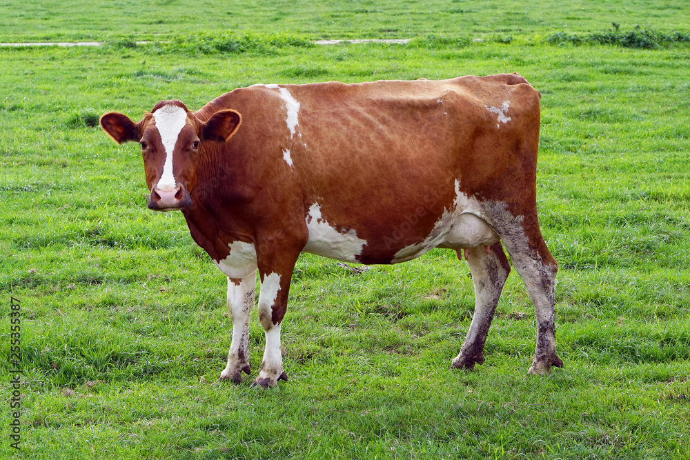 Brown cow on green meadow grass landscapes. Herd of cows on the farm grazing on green grass meadow, view. Netherlands. Brown cow on green meadow grass landscapes. Herd of cows on the farm grazing on green grass meadow, view. Netherlands.