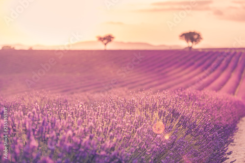 Fototapeta Naklejka Na Ścianę i Meble -  Lavender field in Provence, France. Blooming violet fragrant lavender flowers with sun rays with warm sunset sky. Spring summer beautiful nature flowers, idyllic landscape. Wonderful scenery