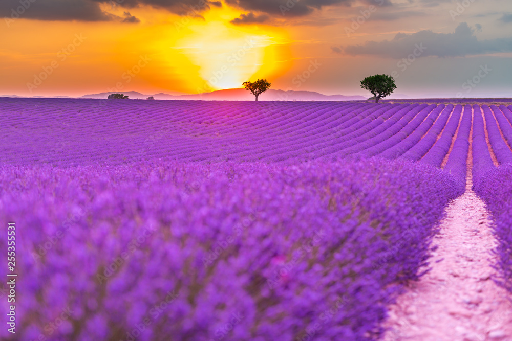 Lavender field in Provence, France. Blooming violet fragrant lavender flowers with sun rays with warm sunset sky. Spring summer beautiful nature flowers, idyllic landscape. Wonderful scenery