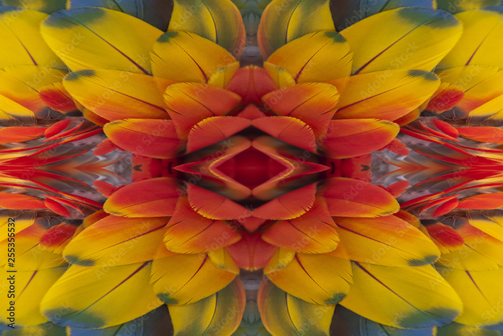 Closeup macaw feathers for background Closeup macaw feathers for background