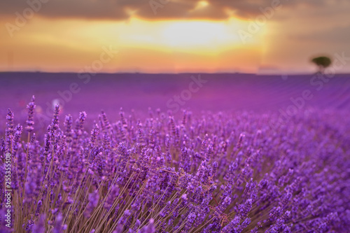 Lavender field in Provence  France. Blooming violet fragrant lavender flowers with sun rays with warm sunset sky. Spring summer beautiful nature flowers  idyllic landscape. Wonderful scenery
