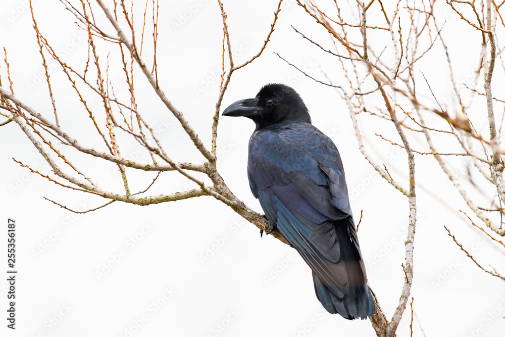 Obraz premium ハシブトガラス