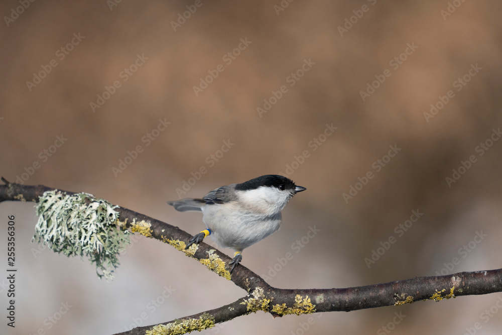 Naklejka premium marsh tit on a branch