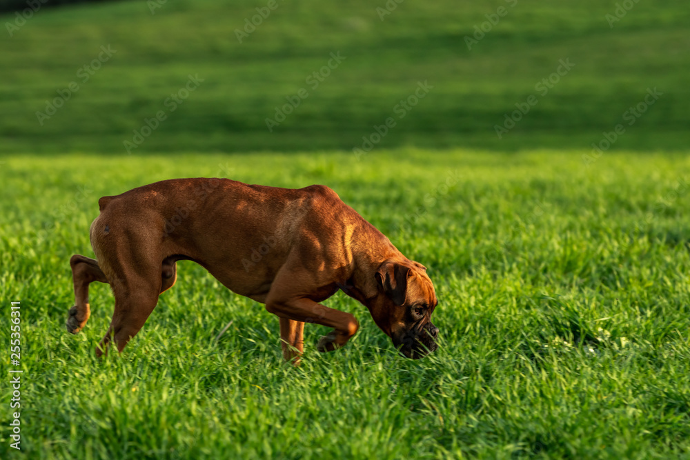 Boxer dog on the green meadow