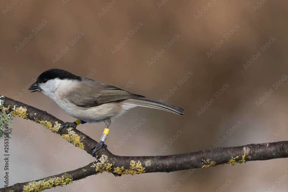 Fototapeta premium marsh tit on a branch
