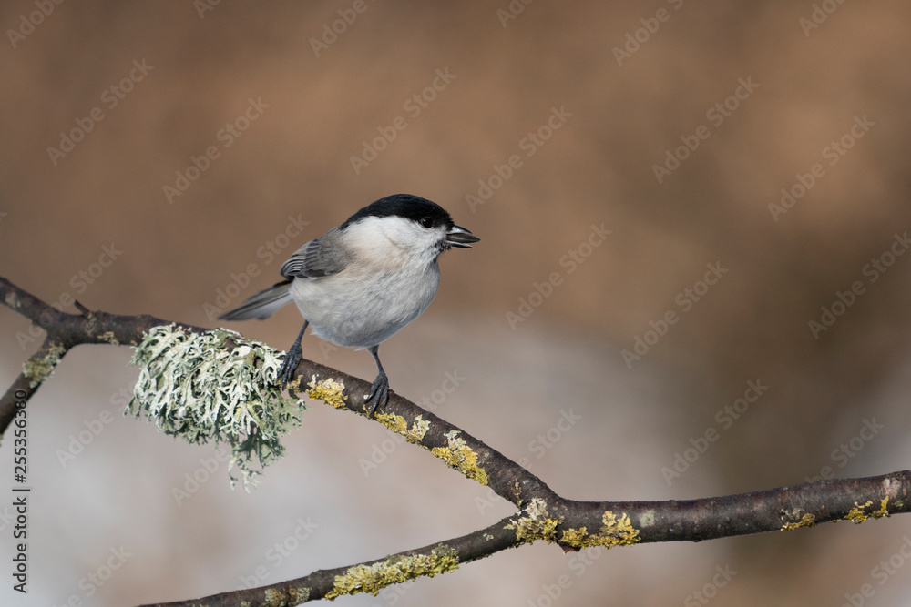 Fototapeta premium marsh tit on a branch