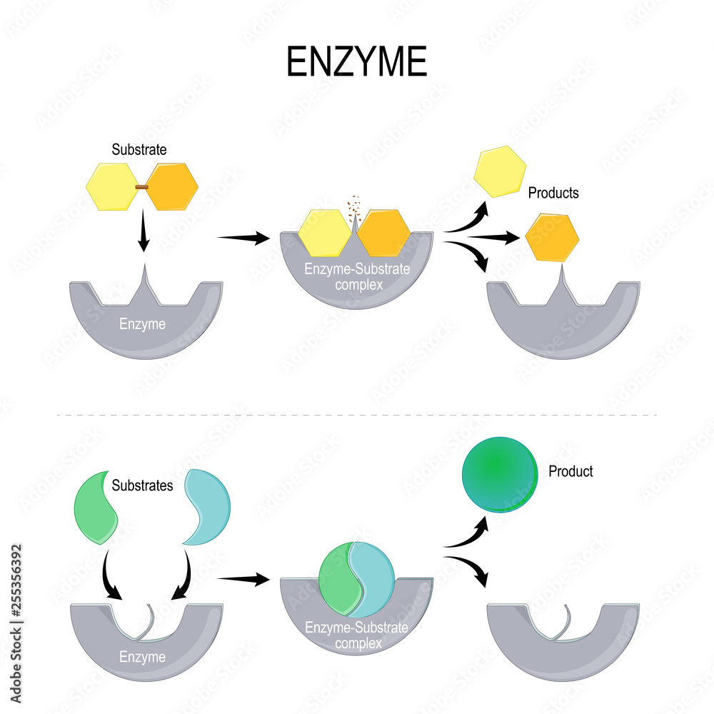 enzyme function Adobe Stock