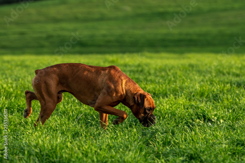 Boxer dog on the green meadow