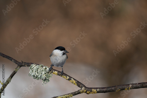 marsh tit on a branch