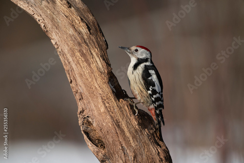 Middle spotted woodpecker on a tree