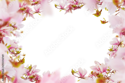 Bright pink- white magnolia flowers frame white isolated