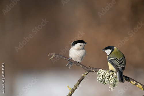 Marsh tit and great tit on a branch