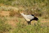 Secretarybird, a large raptor that walks the open plains of southern Africa.