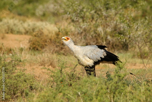 Secretarybird, a large raptor that walks the open plains of southern Africa.