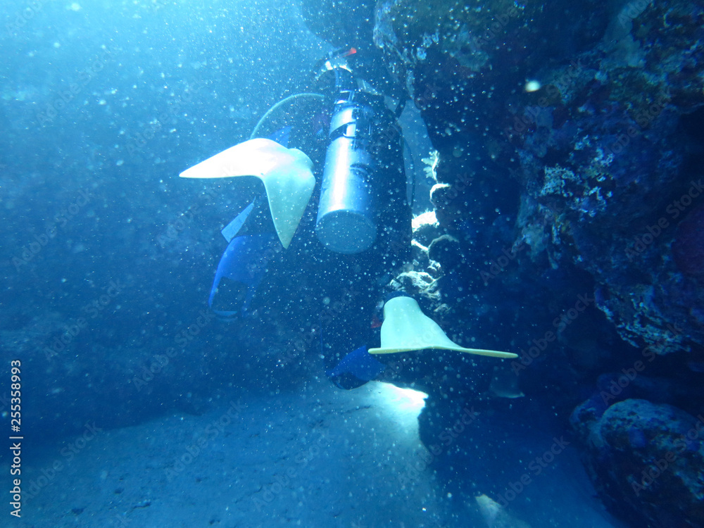 Fototapeta premium 2014, Egypt, diving, depth, entertainment, extreme, underwater, wreck,Thistlehorm