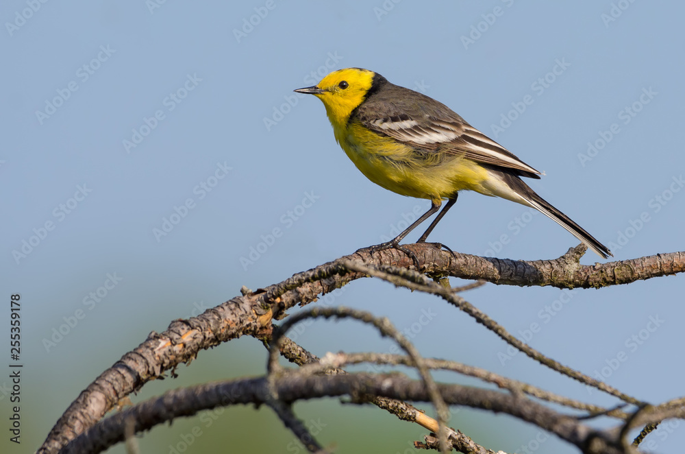 Male Citrine wagtail posing on tiny branch over blue sky Male Citrine wagtail posing on tiny branch over blue sky