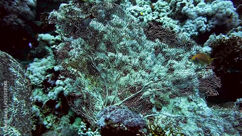 Fan coral and school of glass fish1 photo