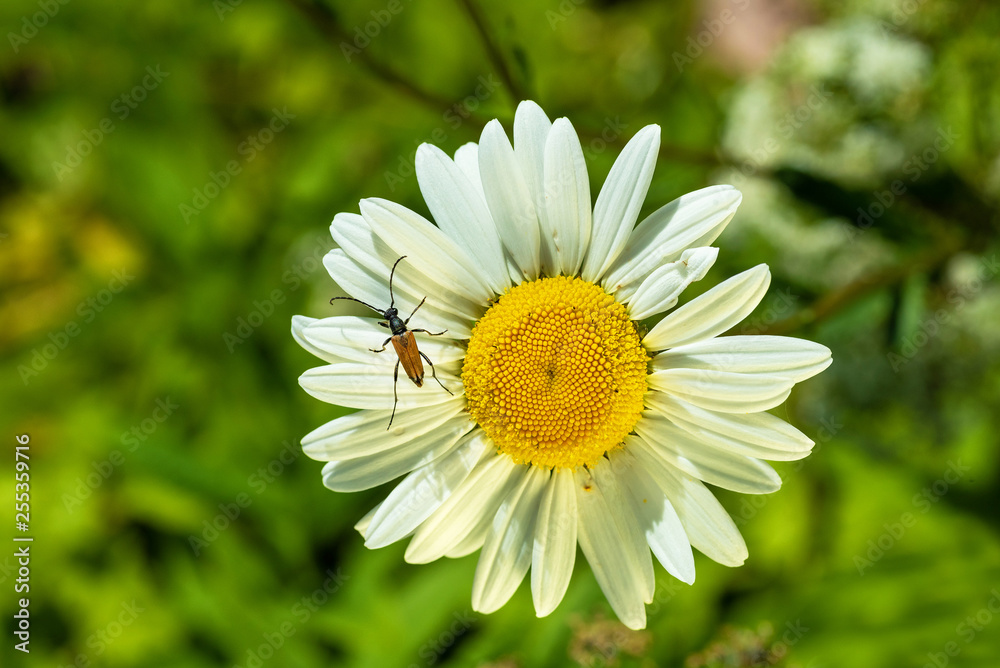 Insects on flowers in natural habitat Insects on flowers in natural habitat