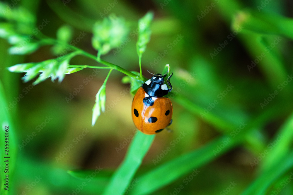 Insects on flowers in natural habitat Insects on flowers in natural habitat