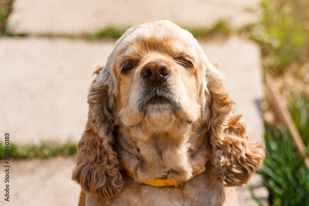 Golden Cocker Spaniel sniffs the air in sunlight Golden Cocker Spaniel sniffs the air in sunlight