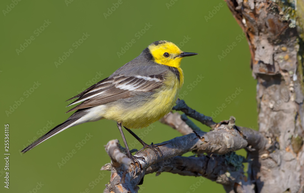 Male Citrine wagtail in full breeding feathers perched on dry twig Male Citrine wagtail in full breeding feathers perched on dry twig