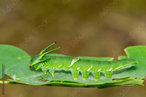 Image of Caterpillar of common nawab butterfly (Polyura athamas) or Dragon-Headed Caterpillar on nature background. Insect. Animal. photo