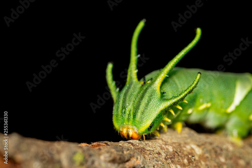 Image of Caterpillar of common nawab butterfly (Polyura athamas) or Dragon-Headed Caterpillar on nature background. Insect. Animal. photo