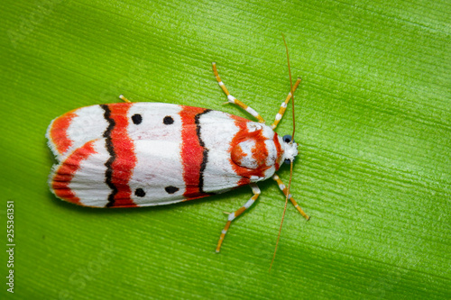 Image of Butterfly Moth (Cyana coccinea) on green leaves. Insect. Animal. photo