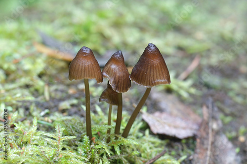 Mycena alcalina, known as the stump fairy helmet mushroom photo