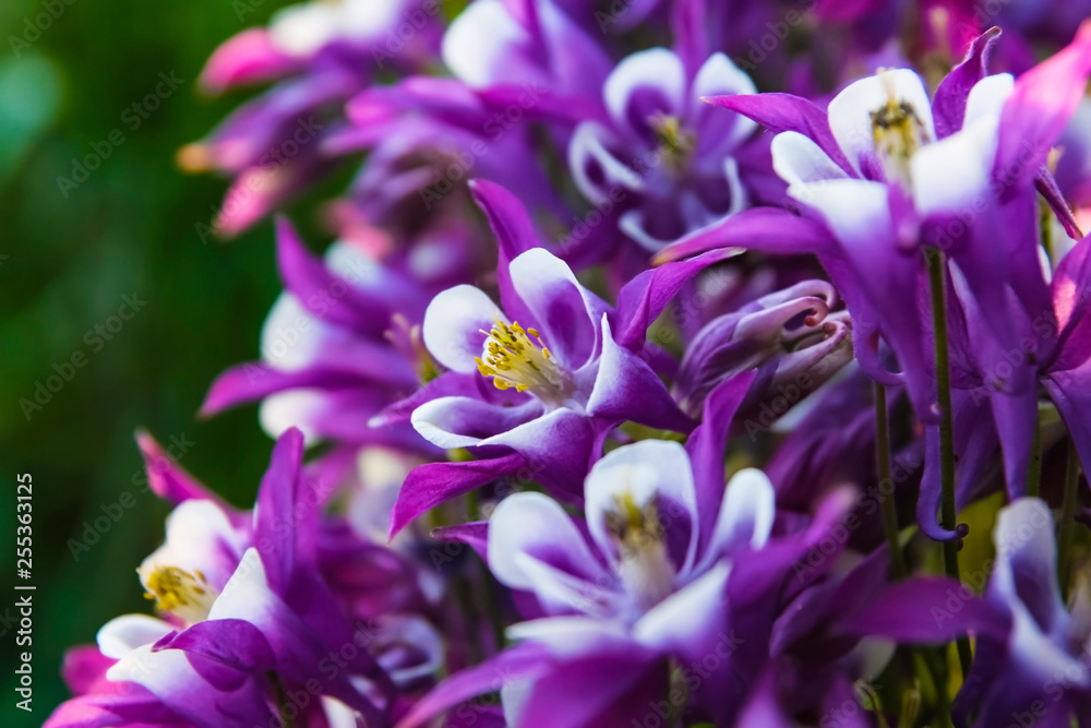 purple flowers in the garden purple flowers in the garden