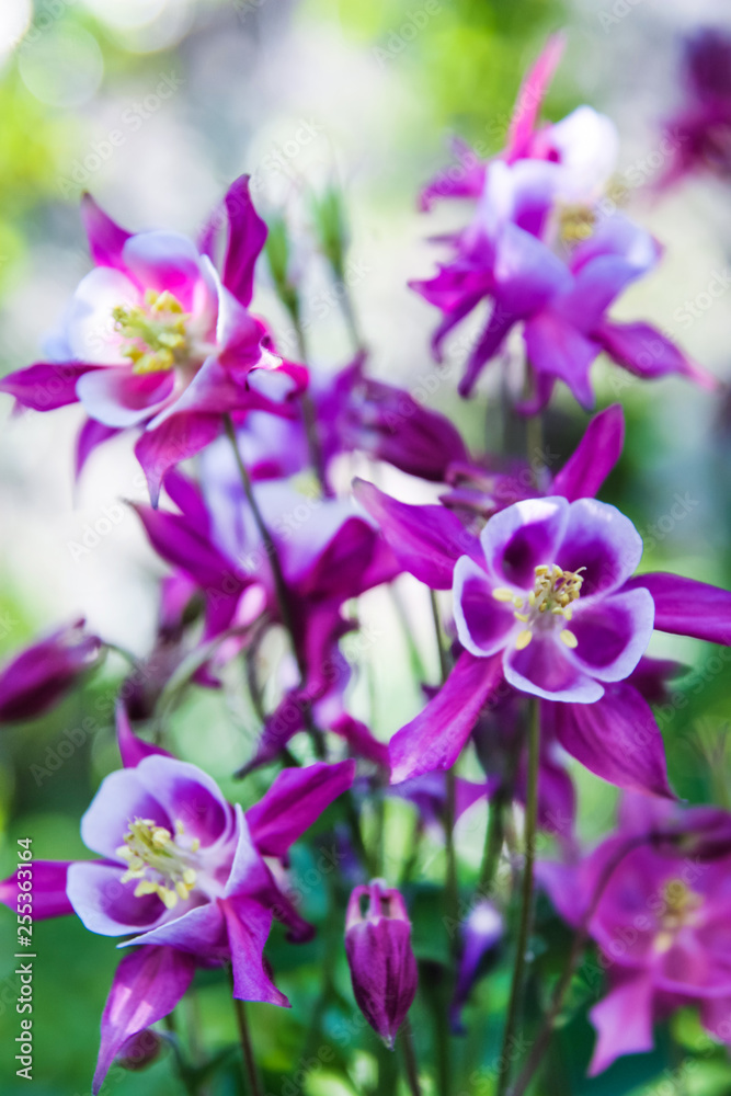 purple flowers in the garden