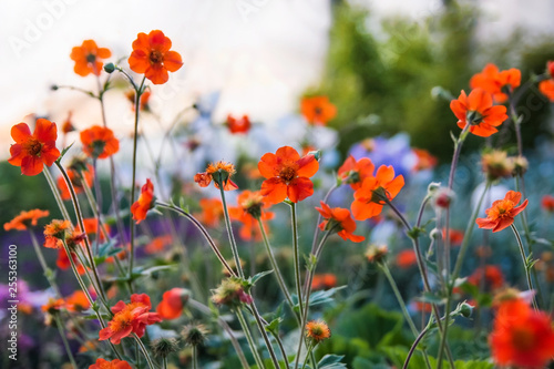 field of red poppies