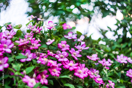 pink flowers clematis in the garden