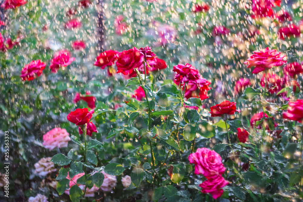 roses in the garden in the rain